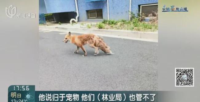 上海一小区惊现赤狐 居民担忧安全问题