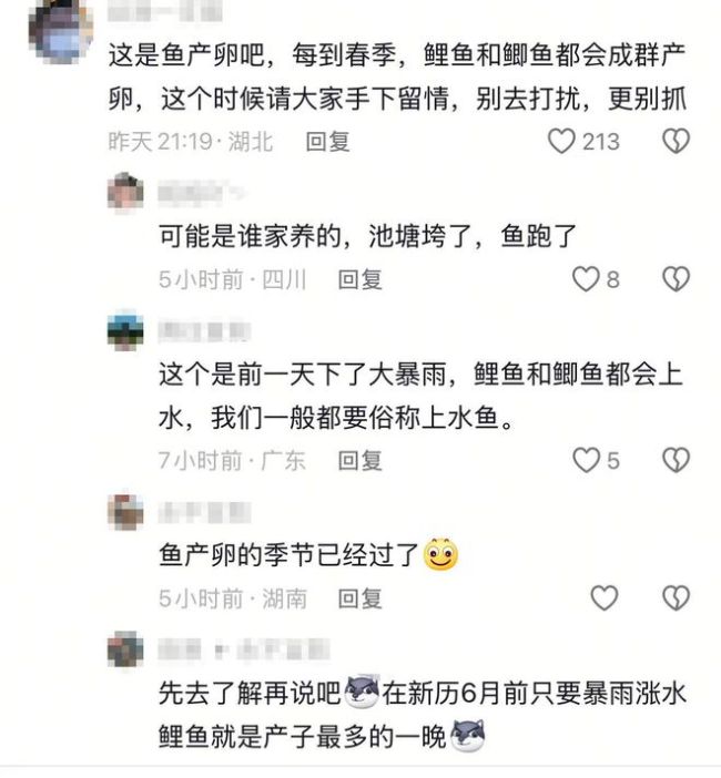 岳阳一网友拍下大量鲤鱼“跃龙门” 暴雨后鱼类逆流而上