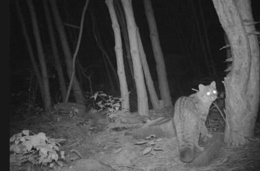 国家保护动物豹猫现身石景山 生态环境改善标志