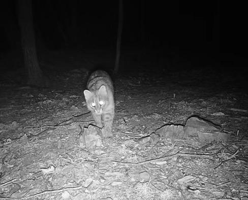 国家保护动物豹猫现身石景山 生态环境改善标志