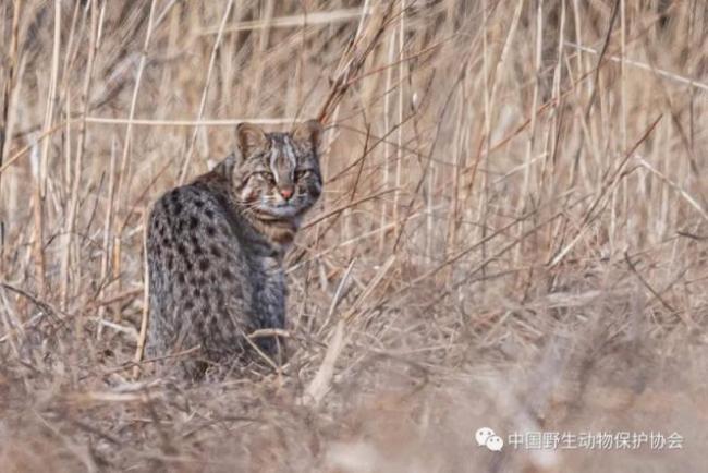国家保护动物豹猫现身石景山