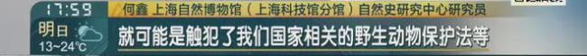 上海一小区惊现赤狐 居民担忧安全问题