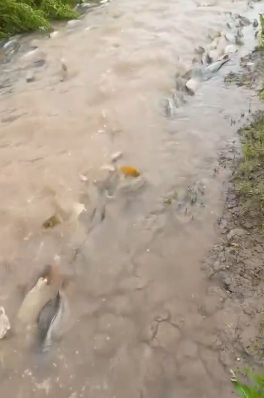 岳阳一网友拍下大量鲤鱼“跃龙门”