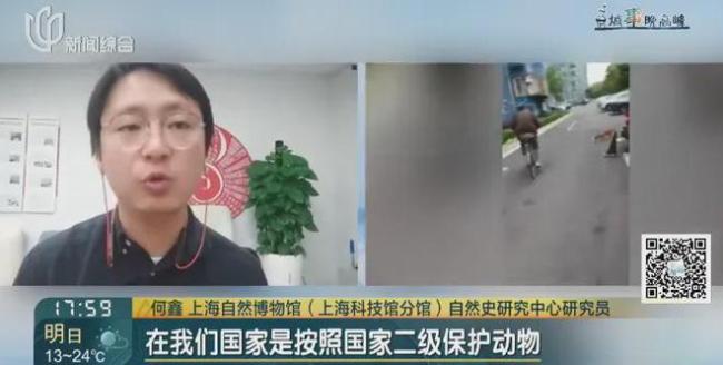上海一小区惊现赤狐 居民担忧安全问题