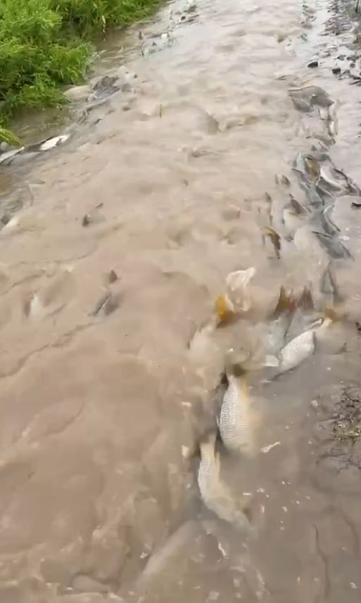 岳阳一网友拍下大量鲤鱼“跃龙门” 暴雨后鱼类逆流而上