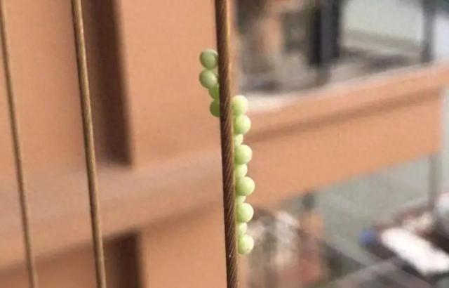 看到这种可爱“小绿球”，千万别碰！