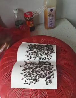 村内囤积鸡粪给山茶花施肥，苍蝇大量滋生村民生活受影响