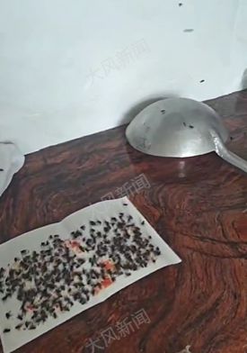 村内囤积鸡粪给山茶花施肥，苍蝇大量滋生村民生活受影响