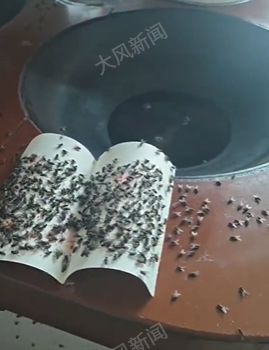 村内囤积鸡粪给山茶花施肥，苍蝇大量滋生村民生活受影响