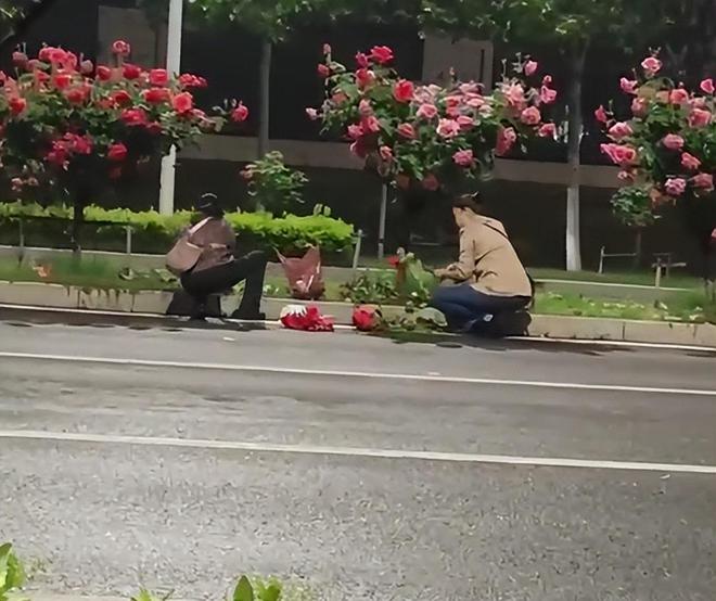两女子夜晚携袋子，绿化带里大肆折月季；肥西园林中心：将加大巡查力度