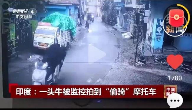 印度一头牛被拍到偷骑摩托车 意外走红网络