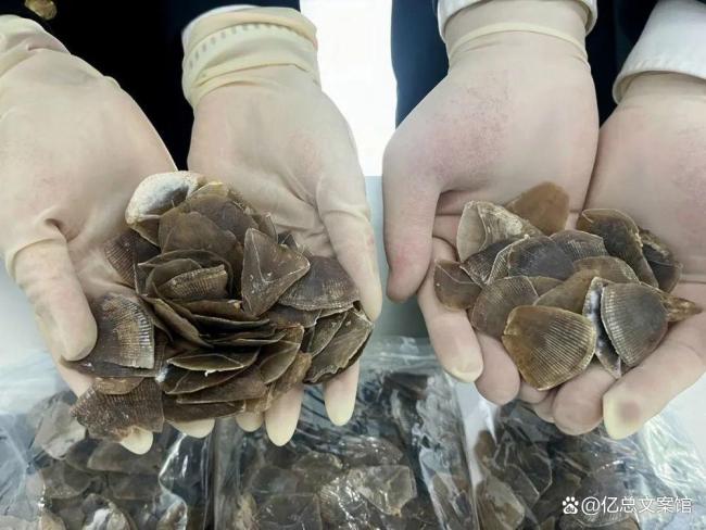 腰上缠900多克穿山甲鳞片过海关被查 走私屡禁不止背后的深层问题