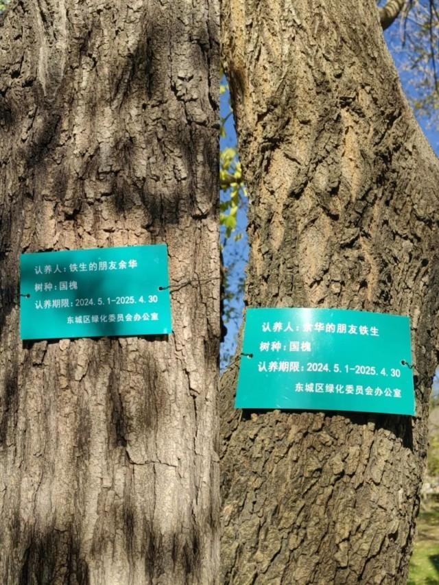 余华回应国槐树事件 文学友谊引发热议