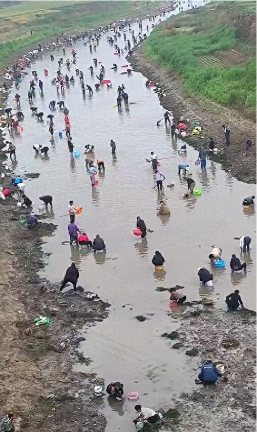 浚县一处河道内众人捞金？当地辟谣：捞的是花甲，已劝离捕捞客