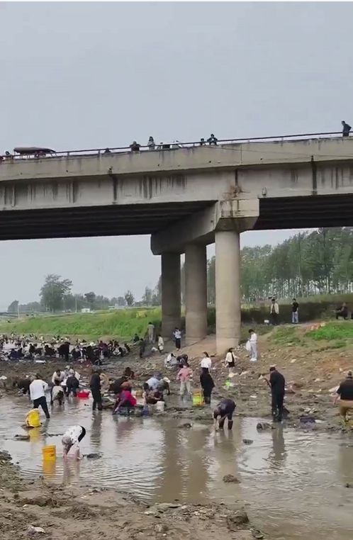 浚县一处河道内众人捞金？当地辟谣：捞的是花甲，已劝离捕捞客