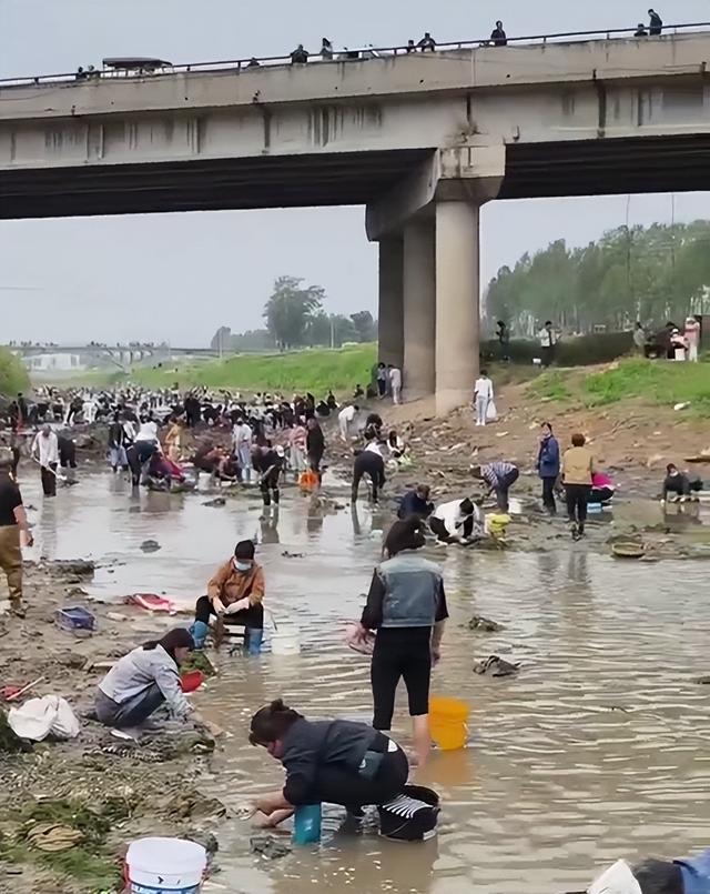 浚县一处河道内众人捞金？当地辟谣：捞的是花甲，已劝离捕捞客