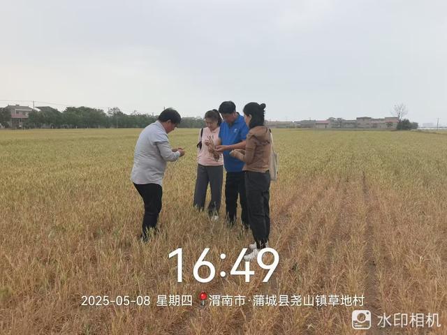 大风新闻专访小麦专家：陕西600多万亩旱地小麦受灾，如何做好应灾措施落地?