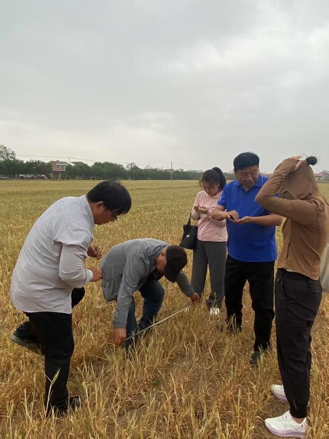 大风新闻专访小麦专家：陕西600多万亩旱地小麦受灾，如何做好应灾措施落地?