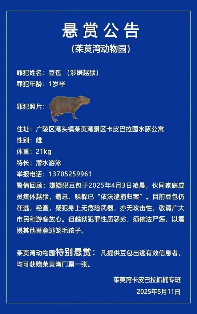 江苏扬州“越狱”水豚“豆包”已被锁定潜逃区域，动物园澄清：我们不是“全网最抠门动物园”
