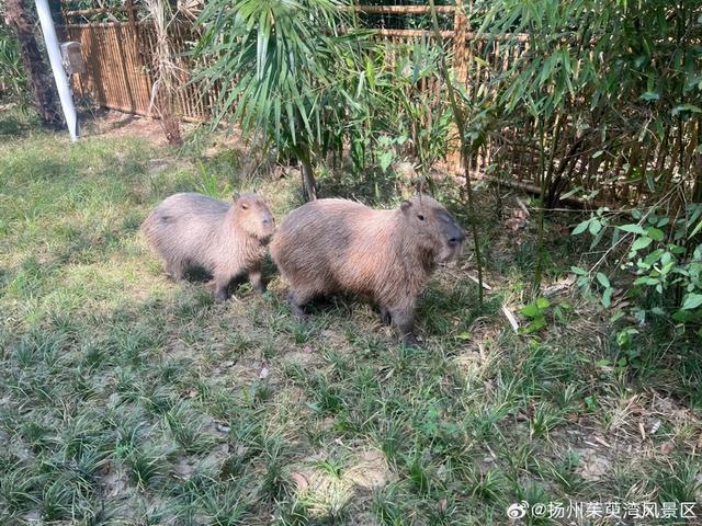 江苏扬州“越狱”水豚“豆包”已被锁定潜逃区域，动物园澄清：我们不是“全网最抠门动物园”